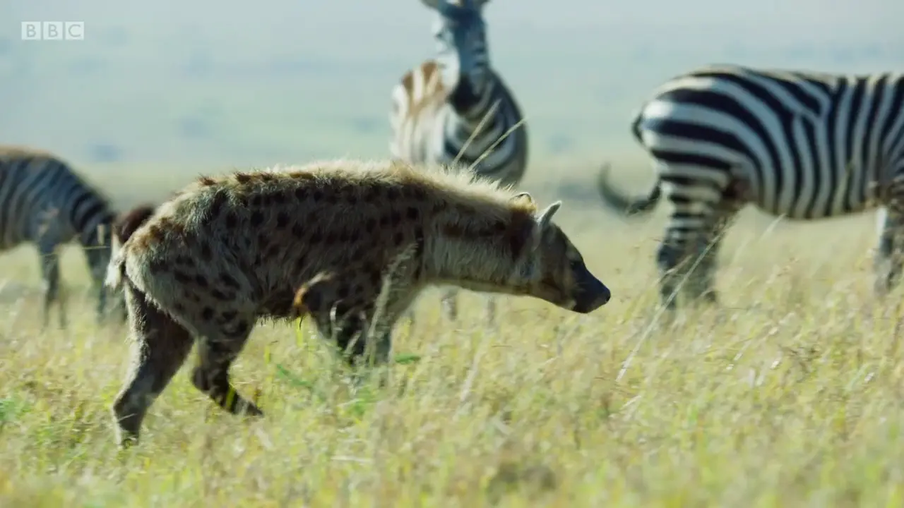 Spotted hyena (Crocuta crocuta) as shown in The Mating Game - Grasslands: In Plain Sight